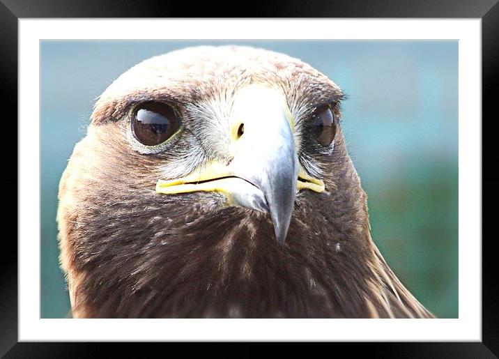 Golden Eagle Framed Mounted Print by sean clifford