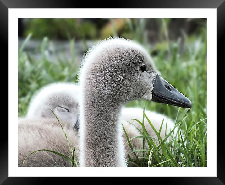 Baby swan Framed Mounted Print by sean clifford