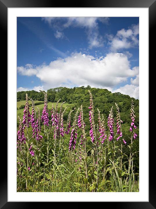 Foxgloves Framed Mounted Print by Nick Pound