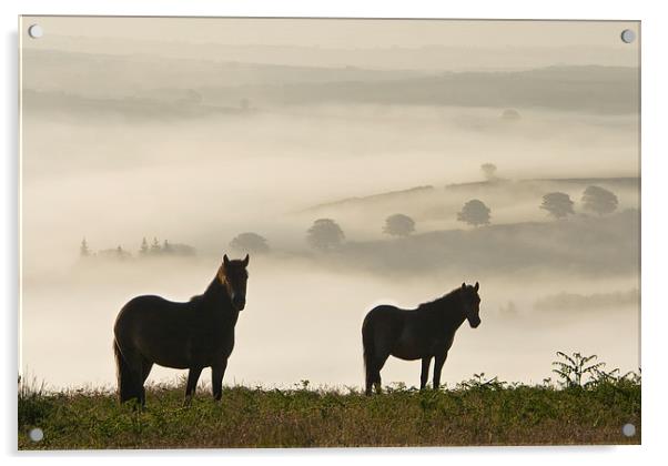 Exmoor Ponies on Winsford Hill Acrylic by Nick Pound