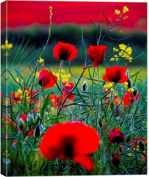 Poppy Field Canvas Print by Colin Brittain