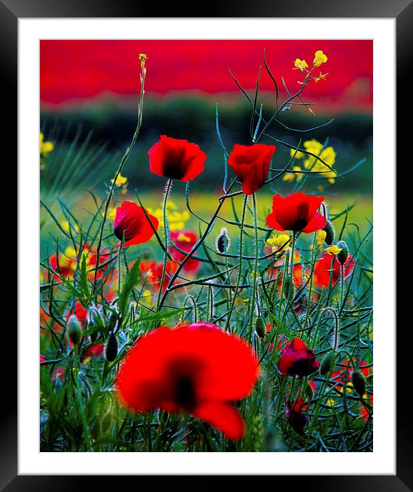 Poppy Field Framed Mounted Print by Colin Brittain