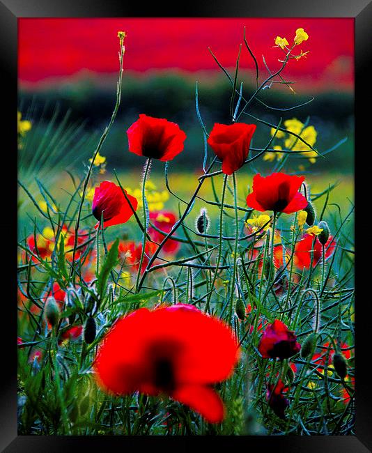 Poppy Field Framed Print by Colin Brittain