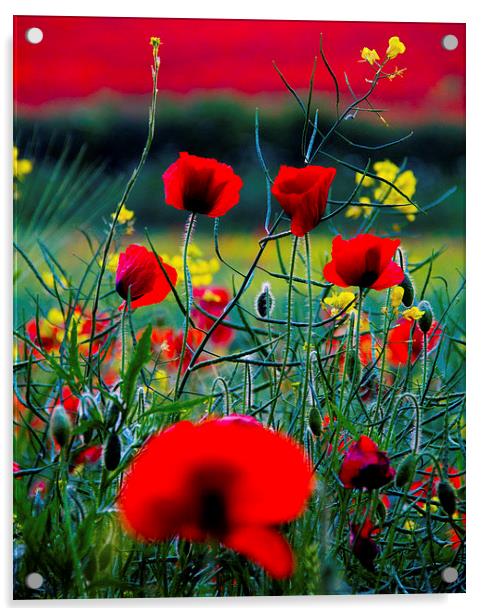 Poppy Field Acrylic by Colin Brittain
