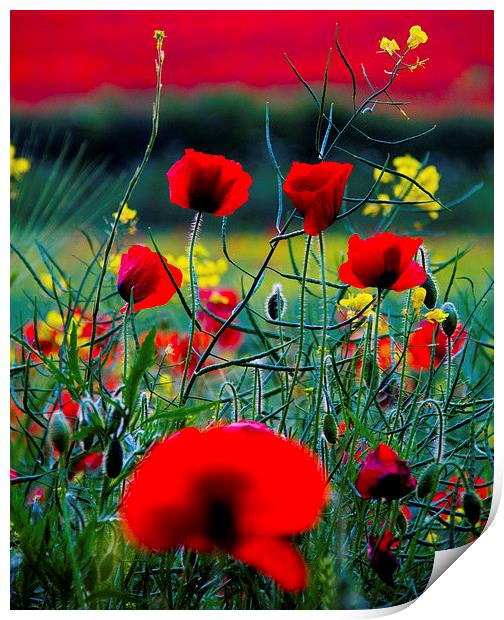 Poppy Field Print by Colin Brittain