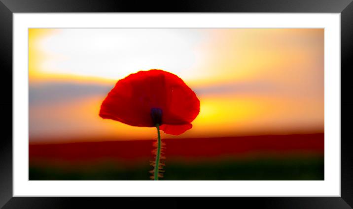 Single Poppy Framed Mounted Print by Colin Brittain