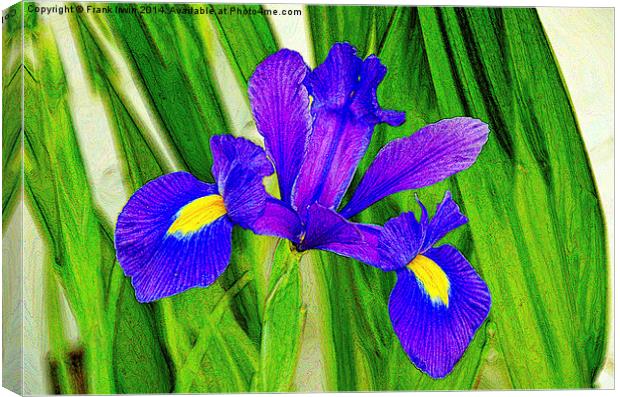 Artistic approach to a Blue Iris Canvas Print by Frank Irwin