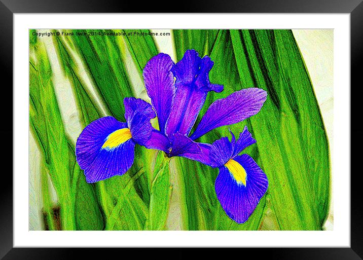 Artistic approach to a Blue Iris Framed Mounted Print by Frank Irwin