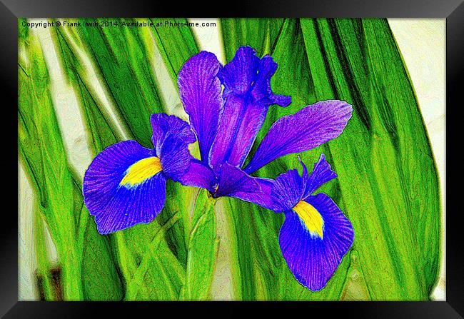 Artistic approach to a Blue Iris Framed Print by Frank Irwin