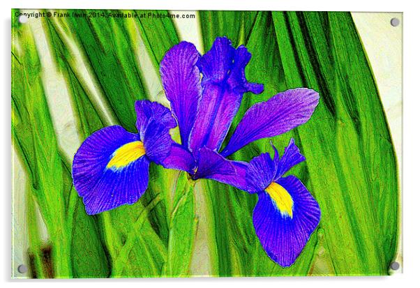 Artistic approach to a Blue Iris Acrylic by Frank Irwin