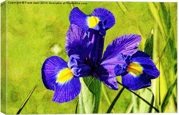 Artistic approach to a Blue Iris Canvas Print by Frank Irwin