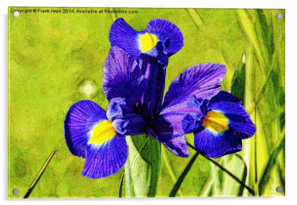 Artistic approach to a Blue Iris Acrylic by Frank Irwin