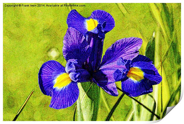 Artistic approach to a Blue Iris Print by Frank Irwin