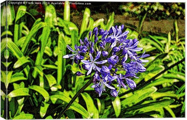 Artistically created Agapanthus flower Canvas Print by Frank Irwin