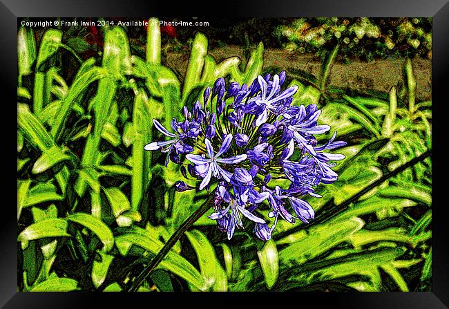 Artistically created Agapanthus flower Framed Print by Frank Irwin
