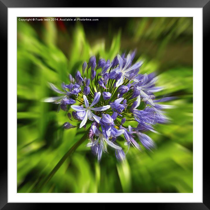 Artistically created Agapanthus flower Framed Mounted Print by Frank Irwin