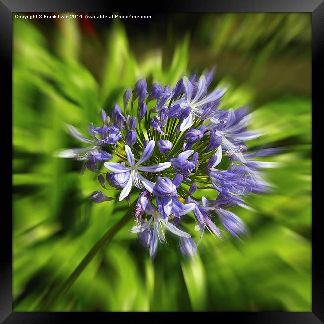 Artistically created Agapanthus flower Framed Print by Frank Irwin