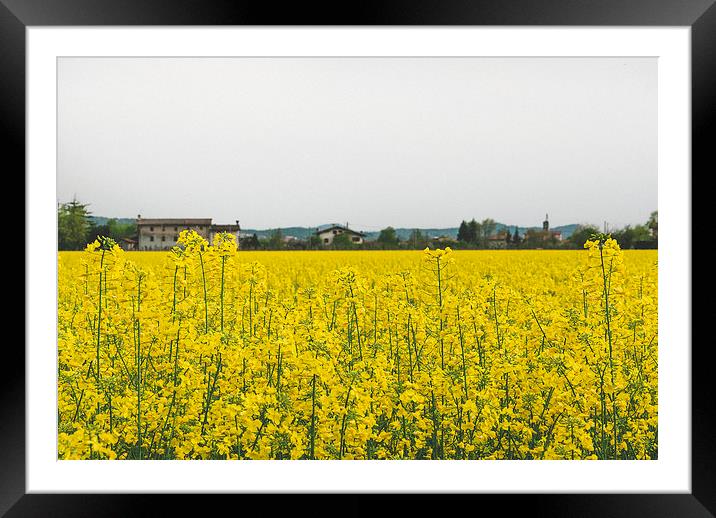 Yellow countryside Framed Mounted Print by Chiara Cattaruzzi