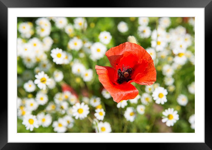 Red poppy white daisies Framed Mounted Print by Matthias Hauser
