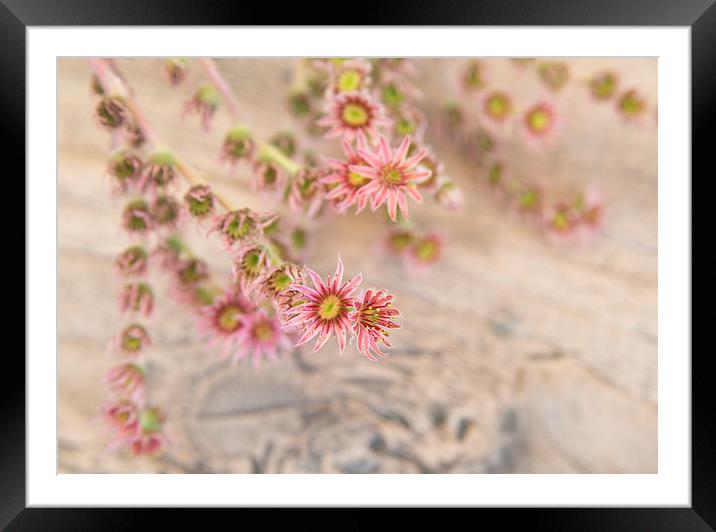 Pretty pink flowers Framed Mounted Print by Matthias Hauser