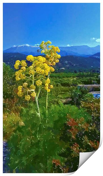 Flower head Mountain peak. Print by Rod Ohlsson