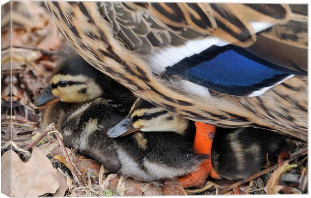 Ducklings protected under mother duck Canvas Print by Matthias Hauser