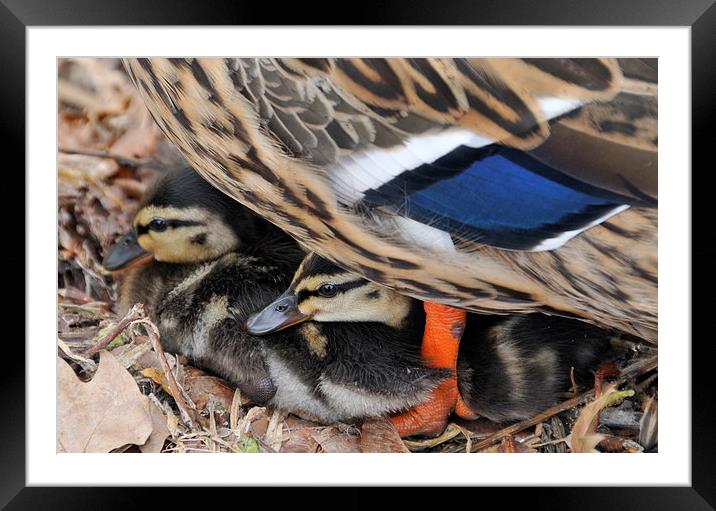 Ducklings protected under mother duck Framed Mounted Print by Matthias Hauser