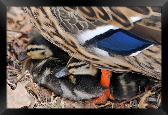 Ducklings protected under mother duck Framed Print by Matthias Hauser