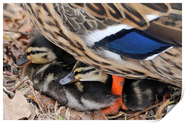 Ducklings protected under mother duck Print by Matthias Hauser