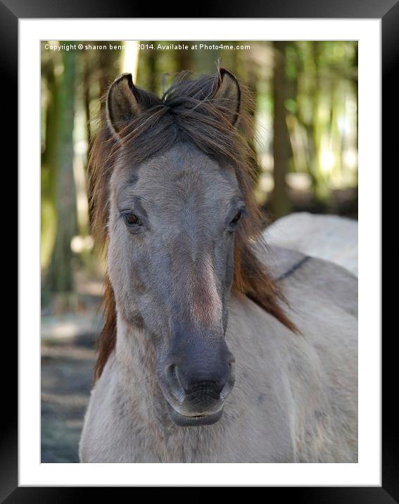 Wild Pony Framed Mounted Print by sharon bennett