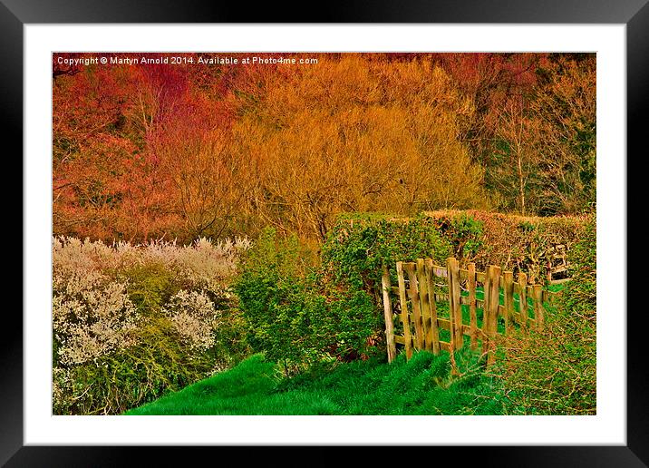 Spring Woodland in Yorkshire Framed Mounted Print by Martyn Arnold
