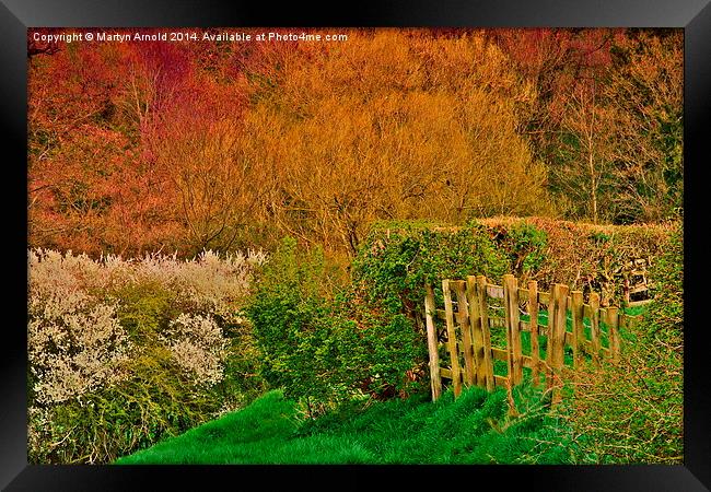 Spring Woodland in Yorkshire Framed Print by Martyn Arnold