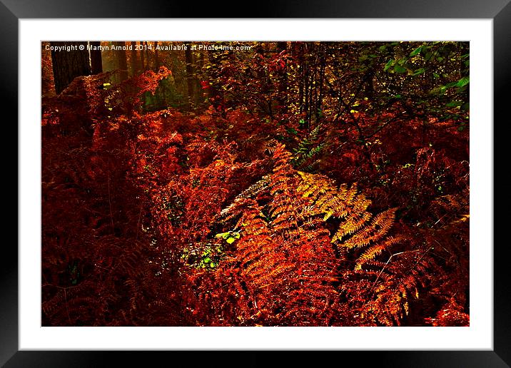 Autumn Woodland Sunset Framed Mounted Print by Martyn Arnold