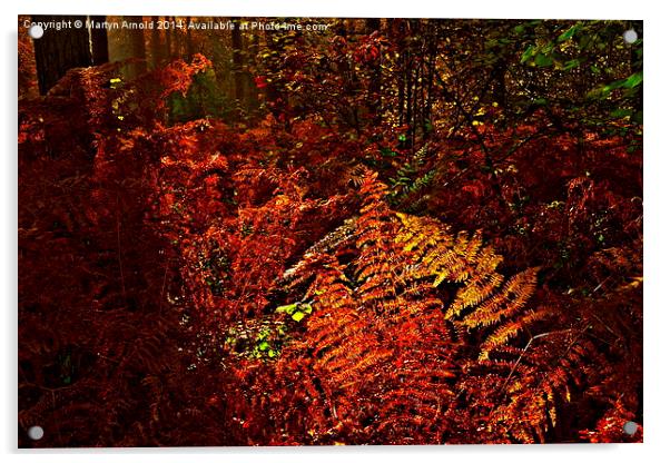 Autumn Woodland Sunset Acrylic by Martyn Arnold