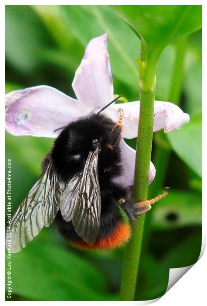 Bee On A Flower Print by Lou Kennard