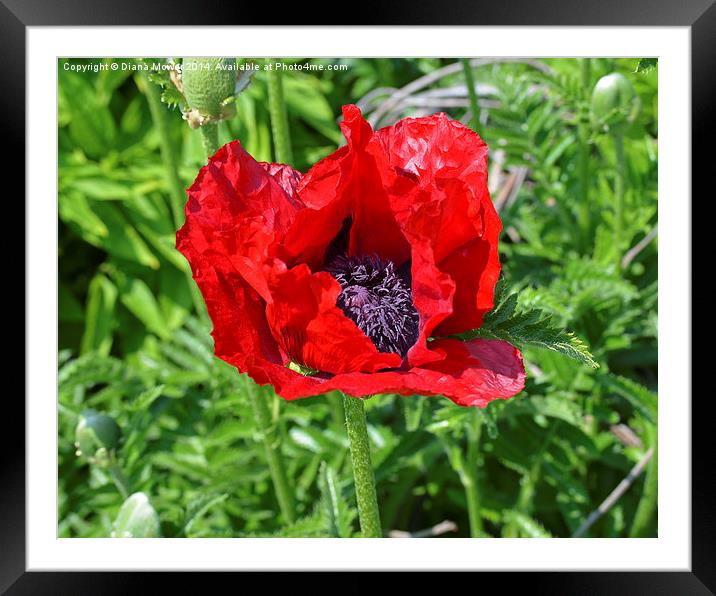 Poppy Framed Mounted Print by Diana Mower