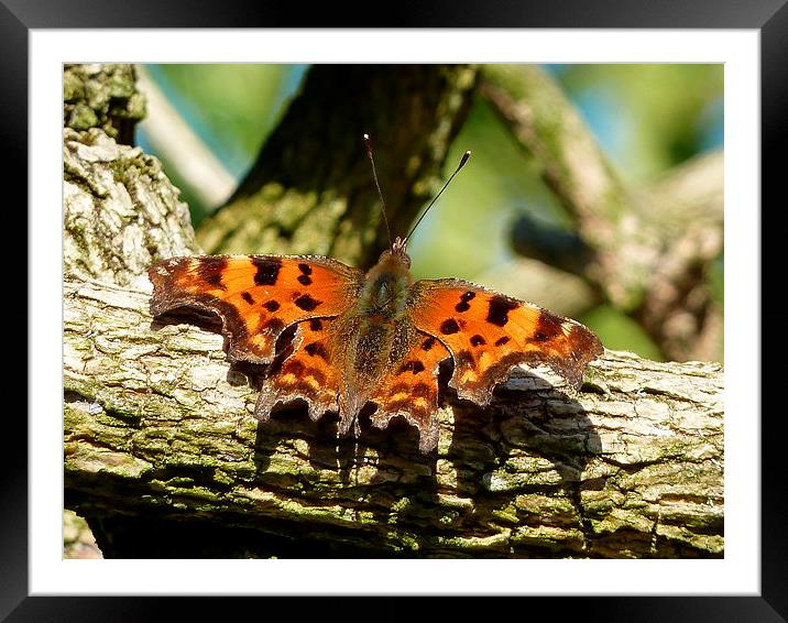 Love is like a Butterfly Framed Mounted Print by scott maunder