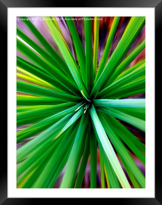 On Top of the Spikes Framed Mounted Print by Bill Lighterness