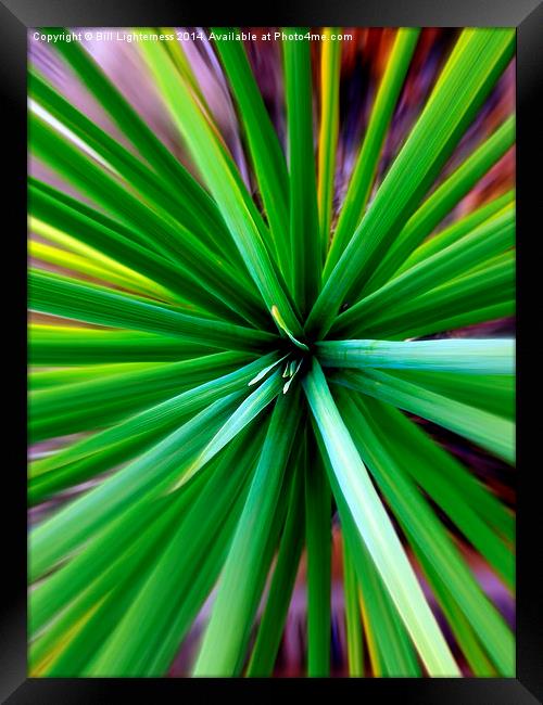 On Top of the Spikes Framed Print by Bill Lighterness