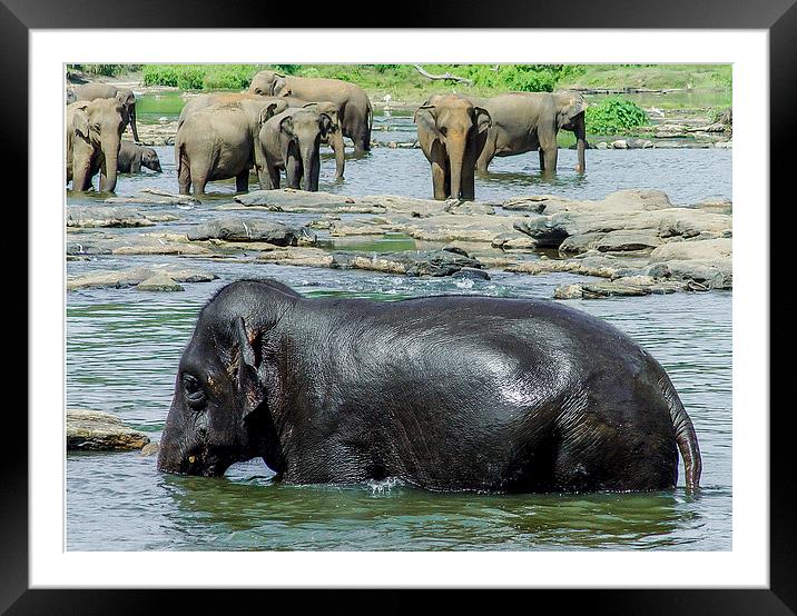 Sri Lankan Elephants Framed Mounted Print by colin chalkley