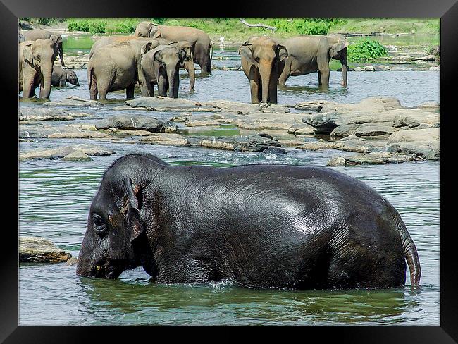 Sri Lankan Elephants Framed Print by colin chalkley