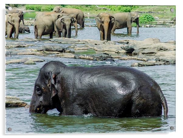 Sri Lankan Elephants Acrylic by colin chalkley