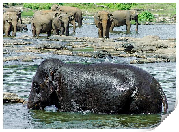 Sri Lankan Elephants Print by colin chalkley