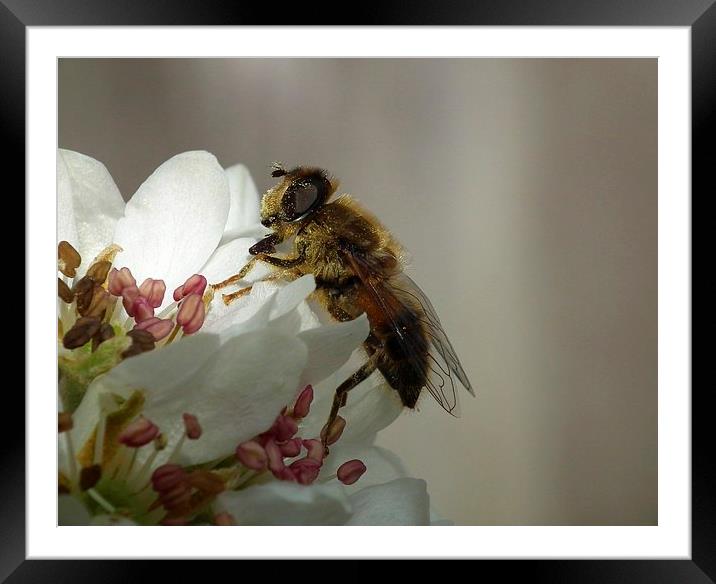 Pollen Collector 2 Framed Mounted Print by michelle whitebrook