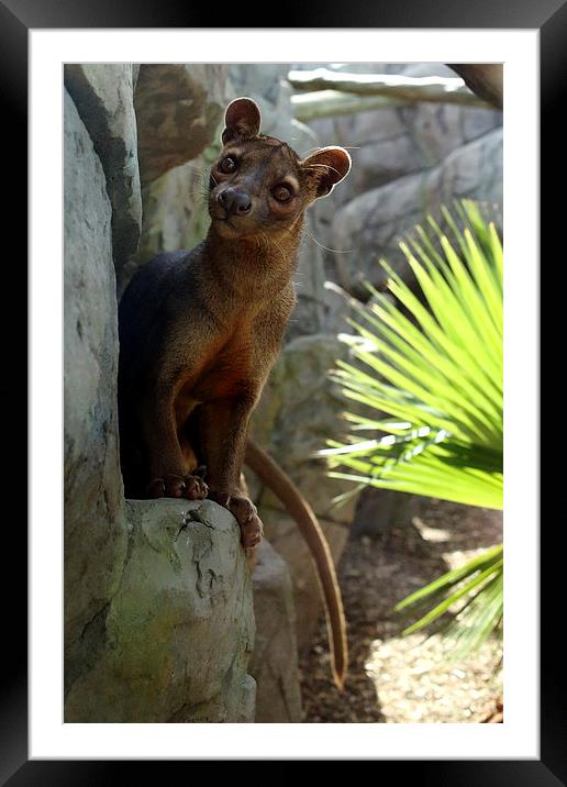 Fossa Framed Mounted Print by Selena Chambers
