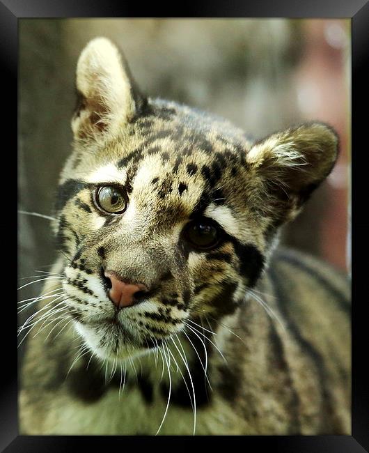 Clouded Leopard Framed Print by Selena Chambers