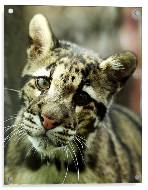 Clouded Leopard Acrylic by Selena Chambers