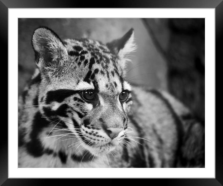 Clouded Leopard Framed Mounted Print by Selena Chambers