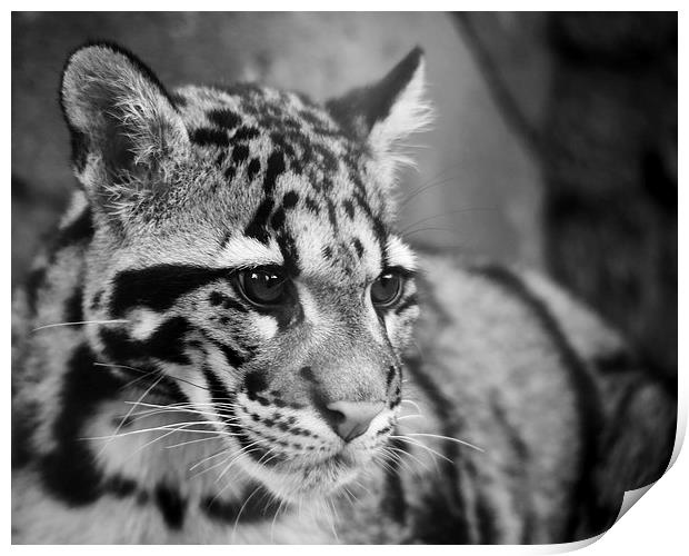 Clouded Leopard Print by Selena Chambers