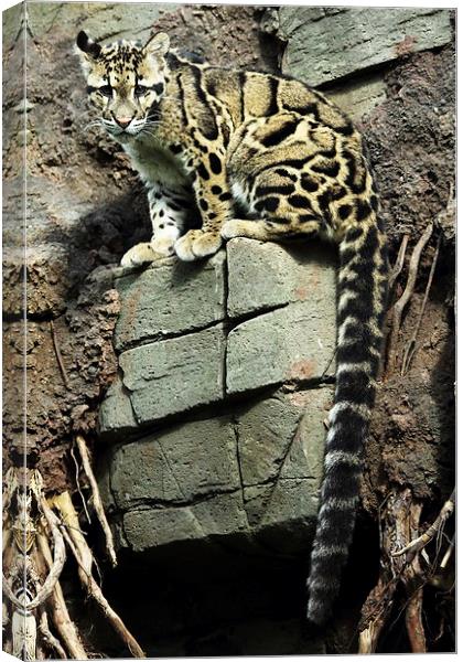 Clouded Leopard Canvas Print by Selena Chambers